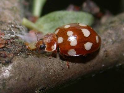 Calvia quatuordecimguttata [Famille : Coccinellidae]