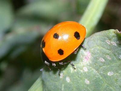 Coccinella septempunctata [Famille : Coccinellidae]