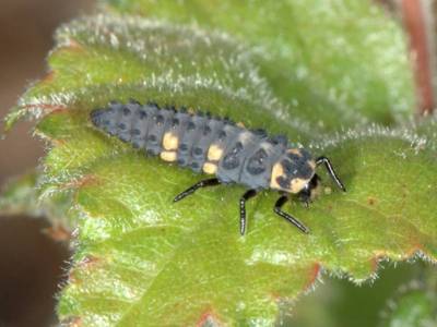 Coccinella septempunctata [Famille : Coccinellidae]