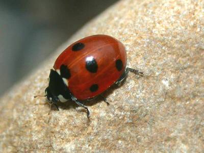 Coccinella septempunctata [Famille : Coccinellidae]