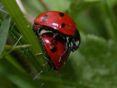 Coccinella septempunctata [Famille : Coccinellidae]