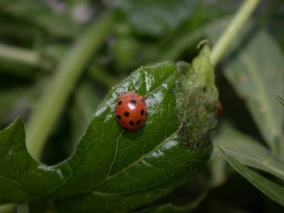 Henosepilachna argus [Famille : Coccinellidae]