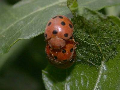 Henosepilachna argus [Famille : Coccinellidae]