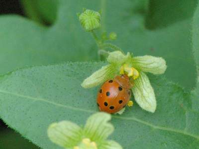 Henosepilachna argus [Famille : Coccinellidae]