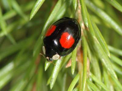 Harmonia axyridis [Famille : Coccinellidae]