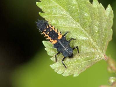 Harmonia axyridis [Famille : Coccinellidae]