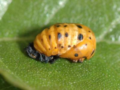 Harmonia axyridis [Famille : Coccinellidae]