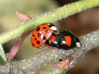 Harmonia axyridis [Famille : Coccinellidae]