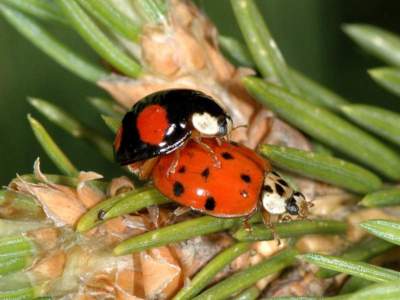 Harmonia axyridis [Famille : Coccinellidae]