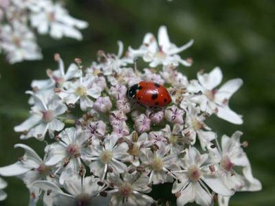 Hippodamia variegata [Famille : Coccinellidae]