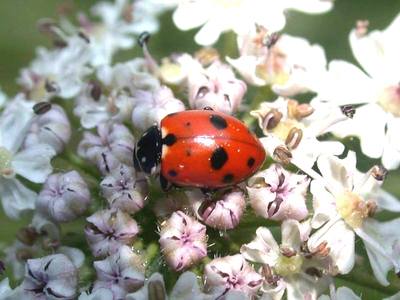 Hippodamia variegata [Famille : Coccinellidae]