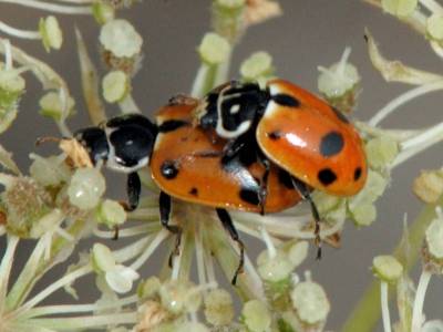 Hippodamia variegata [Famille : Coccinellidae]