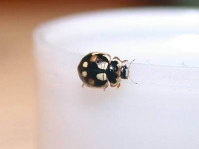 Propylea quatuordecimpunctata [Famille : Coccinellidae]