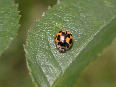 Propylea quatuordecimpunctata [Famille : Coccinellidae]