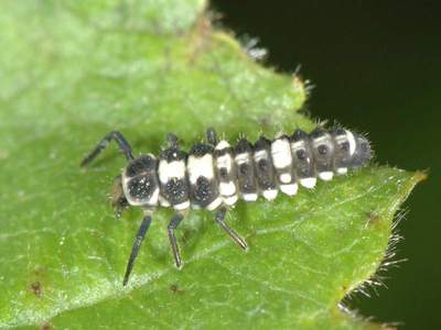 Propylea quatuordecimpunctata [Famille : Coccinellidae]