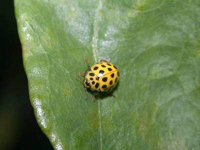 Psyllobora 22-punctata [Famille : Coccinellidae]