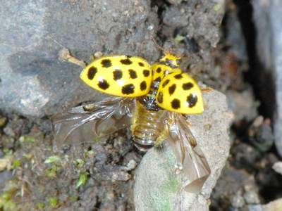 Psyllobora 22-punctata [Famille : Coccinellidae]