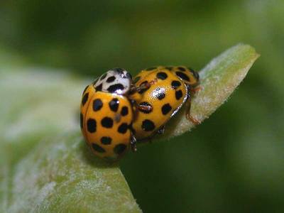 Psyllobora 22-punctata [Famille : Coccinellidae]