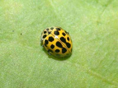 Psyllobora 22-punctata [Famille : Coccinellidae]