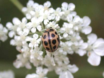 Tytthaspis sedecimpunctata [Famille : Coccinellidae]