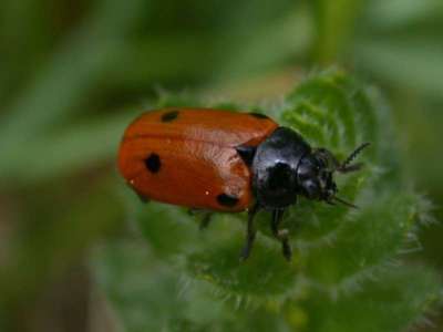 Clytra quadripunctata [Famille : Chrysomelidae]