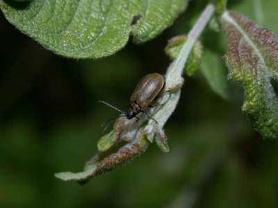 Lochmaea capreae [Famille : Chrysomelidae]