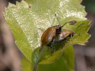 Lochmaea capreae [Famille : Chrysomelidae]