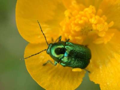 Cryptocephalus species [Famille : Chrysomelidae]