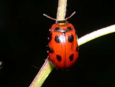 Gonioctena rufipes [Famille : Chrysomelidae]