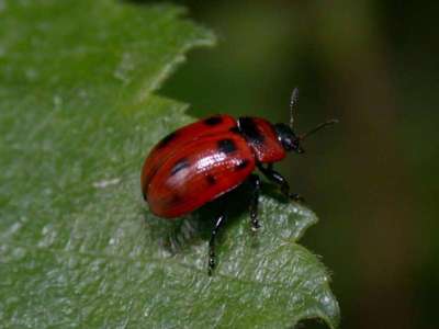 Gonioctena viminalis [Famille : Chrysomelidae]