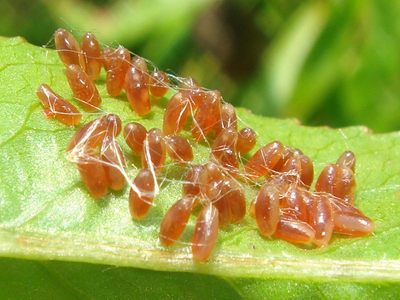 Chrysomela populi = Melasoma populi [Famille : Chrysomelidae]