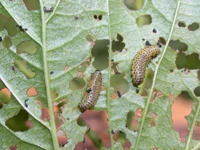 Pyrrhalta viburnum [Famille : Chrysomelidae]