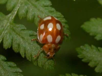 Calvia decemguttata [Famille : Coccinellidae]