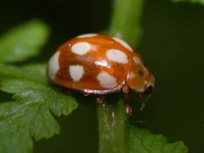 Calvia decemguttata [Famille : Coccinellidae]