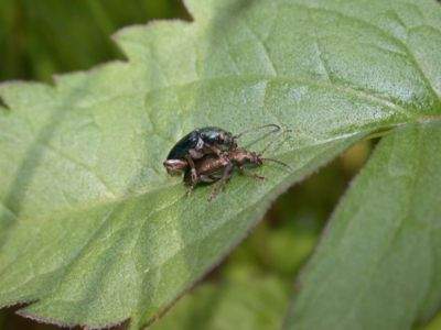 Plateumaris consimilis [Famille : Chrysomelidae]