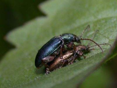 Plateumaris consimilis [Famille : Chrysomelidae]