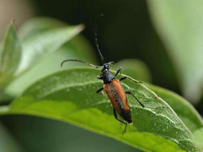 Stenurella melanura [Famille : Cerambycidae]