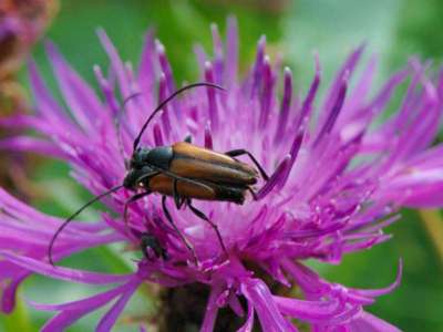 Stenurella melanura [Famille : Cerambycidae]