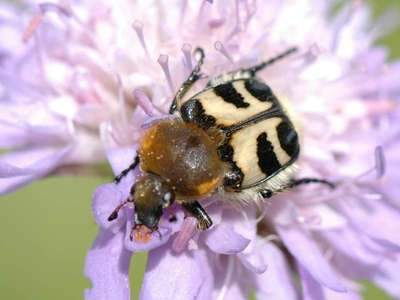 Trichius fasciatus [Famille : Scarabaeidae]