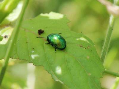 Chrysolina herbacea [Famille : Chrysomelidae]