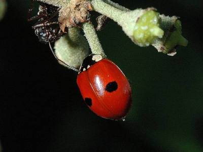 Adalia bipunctata [Famille : Coccinellidae]