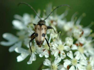 Pachytodes cerambyciformis [Famille : Cerambycidae]