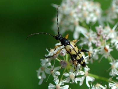 Rutpela maculata [Famille : Cerambycidae]