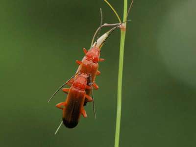 Rhagonycha fulva [Famille : Cantharidae]