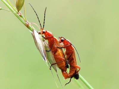 Rhagonycha fulva [Famille : Cantharidae]