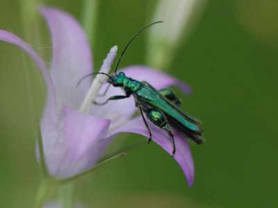  Oedemera nobilis [Famille : Oedemeridae]