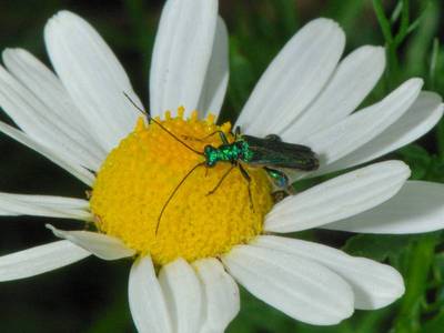  Oedemera nobilis [Famille : Oedemeridae]