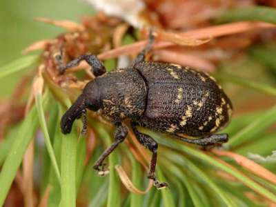 Hylobius abietis [Famille : Curculionidae]