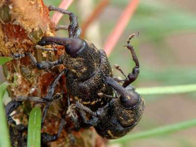 Hylobius abietis [Famille : Curculionidae]