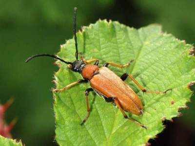 Corymbia rubra [Famille : Cerambycidae]